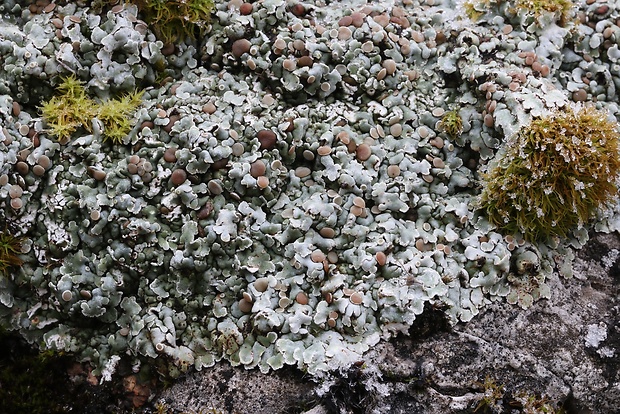 skvamarína chrupkovitá Squamarina cartilaginea var. cartilaginea (With.) P. James