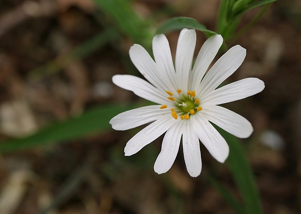 hviezdica veľkokvetá Stellaria holostea L.