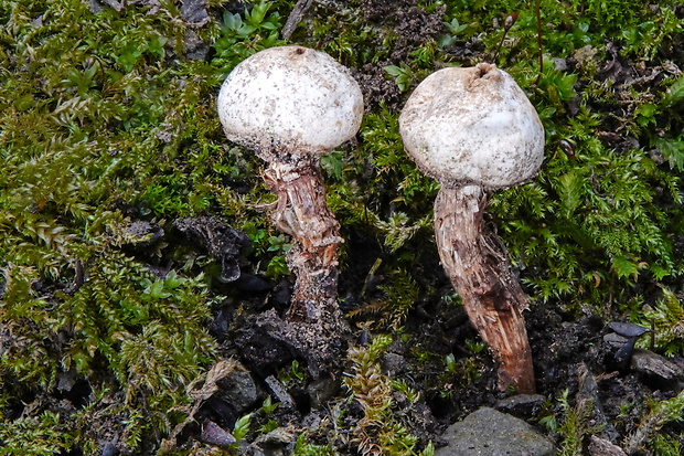 stopkovec Tulostoma sp.