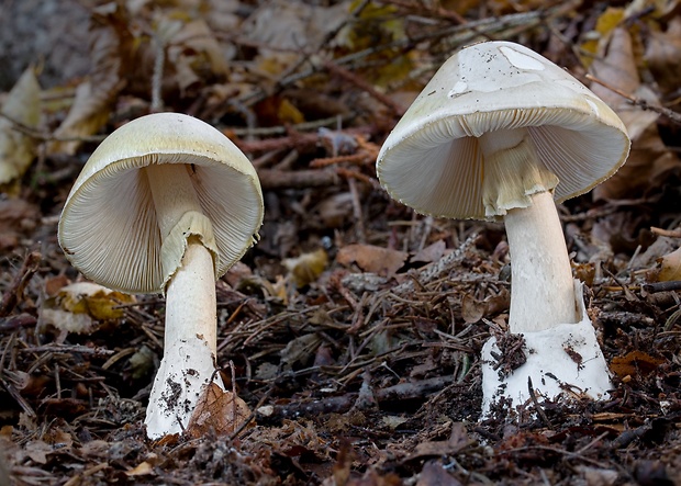 muchotrávka zelená Moravcova Amanita phalloides var. moravecii Pilát