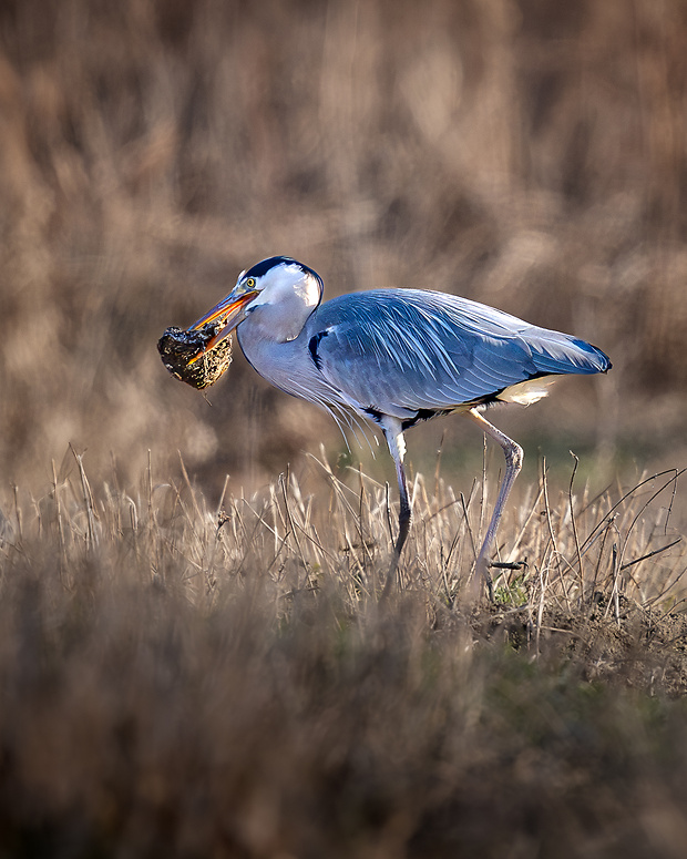 volavka popolavá Ardea cinerea