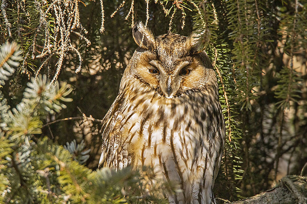 myšiarka ušatá Asio otus