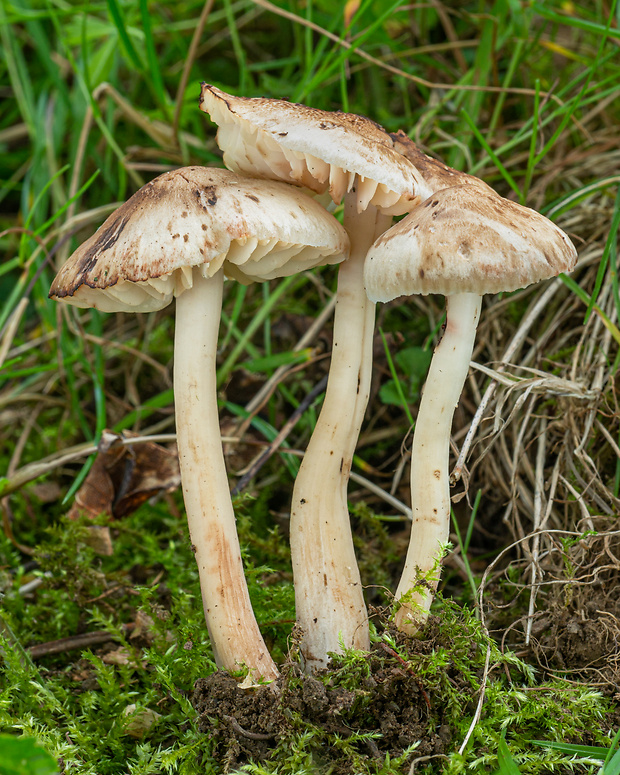 lúčnica lúhová Hygrocybe ingrata J.P. Jensen & F.H. Møller