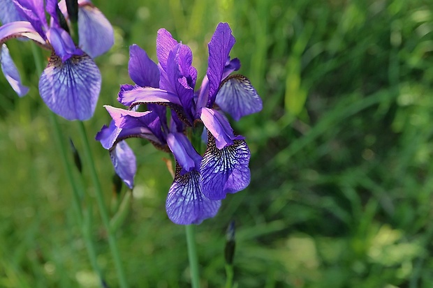 kosatec sibírsky Iris sibirica L.