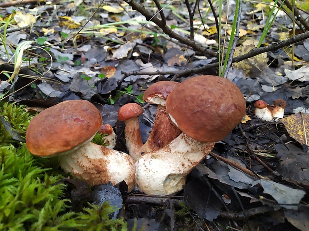 kozák dubový Leccinum aurantiacum (Bull.) Gray