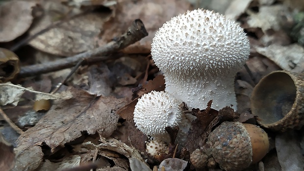 prášnica bradavičnatá Lycoperdon perlatum Pers.