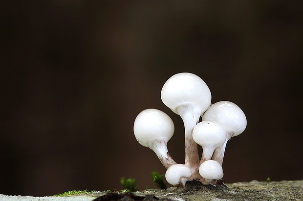 sliznačka obyčajná Mucidula mucida (Schrad.) Pat.