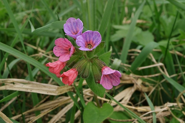 pľúcnik Pulmonaria sp.