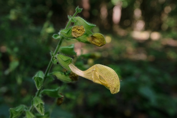 šalvia lepkavá Salvia glutinosa L.