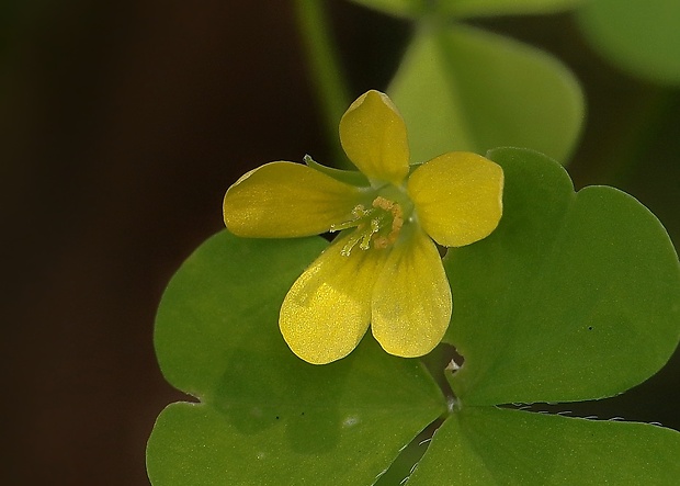 kysličkovec európsky Xanthoxalis stricta (L.) Small