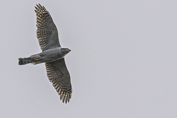 jastrab lesný  Accipiter gentilis