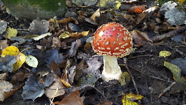 muchotrávka červená Amanita muscaria (L.) Lam.