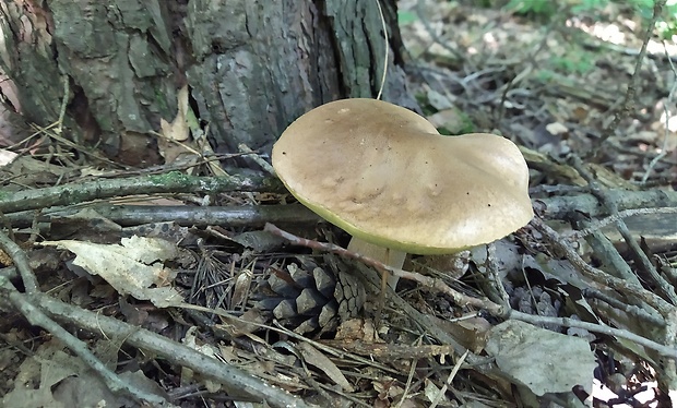 hríb smrekový Boletus edulis Bull.