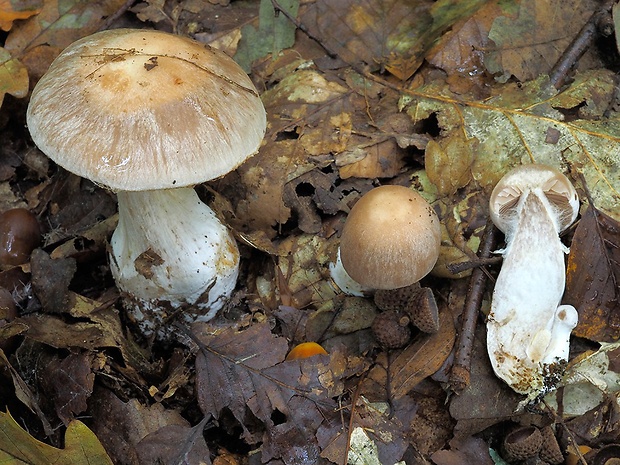 pavučinovec napuchnutý Cortinarius turgidus Fr.