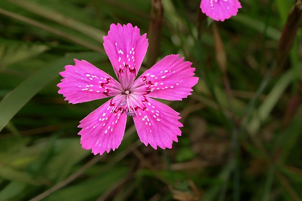 klinček slzičkový Dianthus deltoides L.