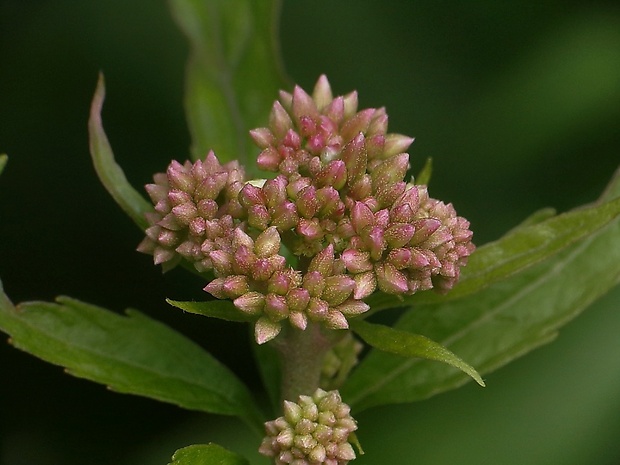 konopáč obyčajný Eupatorium cannabinum L.