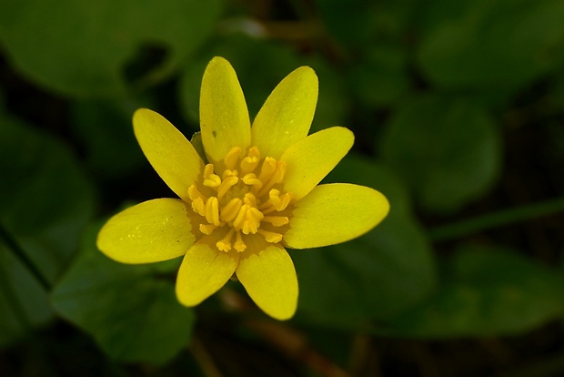 blyskáč cibuľkatý Ficaria bulbifera Holub