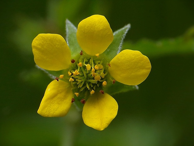 kuklík mestský Geum urbanum L.