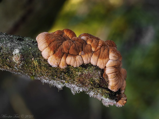 mäsovka lišajníková Hypocreopsis lichenoides (Tode) Seaver