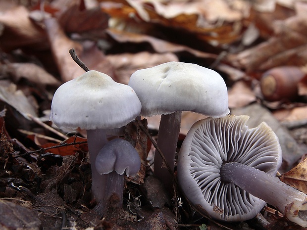 prilbička reďkovková Mycena pura (Pers.) P. Kumm.