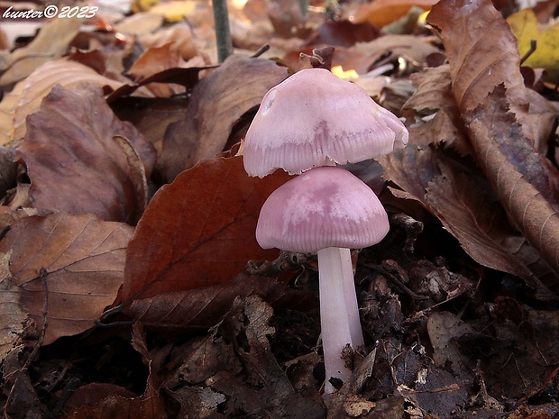 prilbička ružovkastá Mycena rosea Gramberg