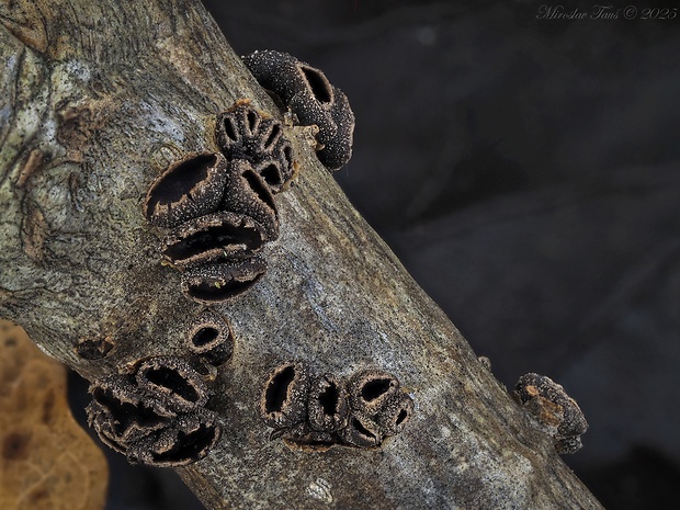 dutinovka Sclerencoelia sp.