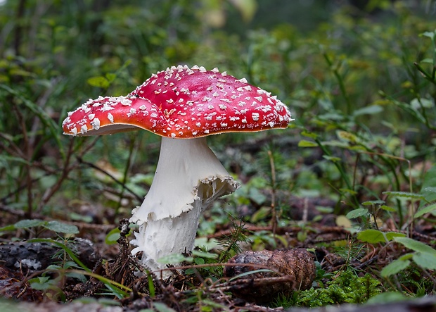 muchotrávka červená Amanita muscaria (L.) Lam.