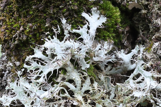 jaseňovka brvitá Anaptychia ciliaris subsp. ciliaris (L.) Körb. ex A. Massal.