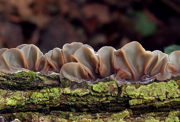 uchovka pásikavá Auricularia mesenterica (Dicks.) Pers.