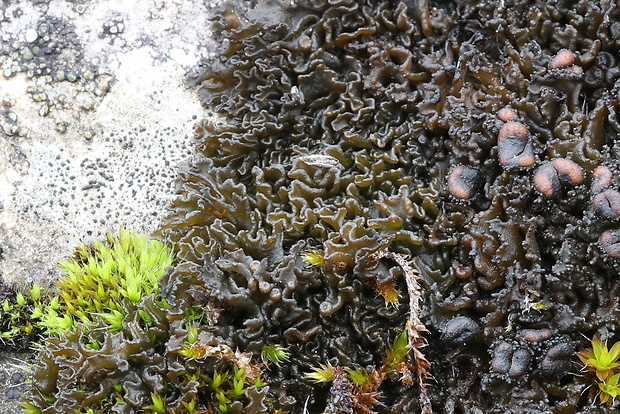 koléma Blennothallia crispa (Huds.) Otálora, P.M. Jørg. & Wedin