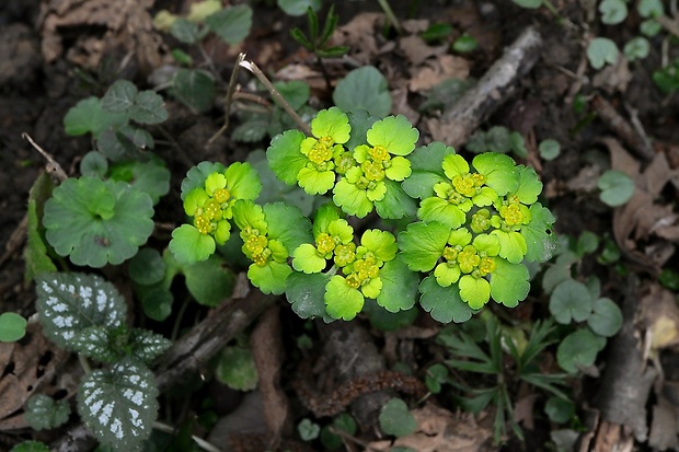 slezinovka striedavolistá Chrysosplenium alternifolium L.