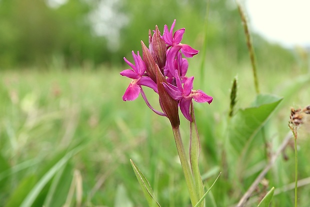 vstavačovec bazový Dactylorhiza sambucina (L.) Soó