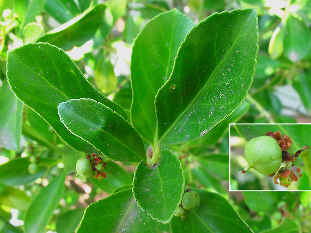 bršlen japonský Euonymus japonicus