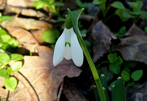 snežienka jarná Galanthus nivalis L.