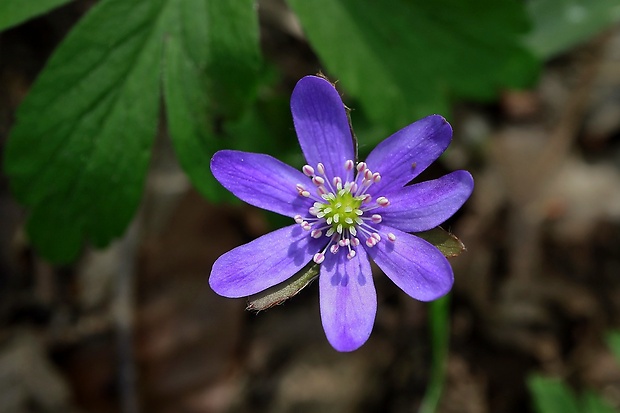 pečeňovník trojlaločný Hepatica nobilis Schreb.