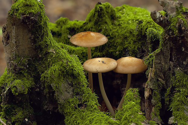 sliznačka koreňujúca Hymenopellis radicata