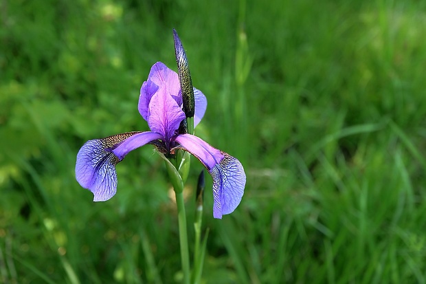 kosatec sibírsky Iris sibirica L.