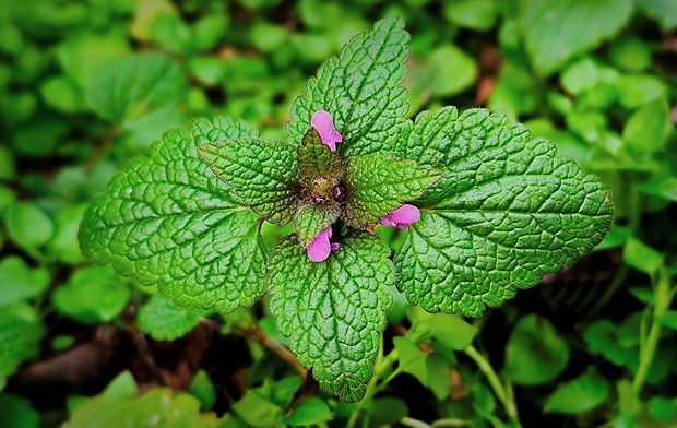 hluchavka purpurová Lamium purpureum L.