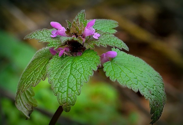 hluchavka purpurová Lamium purpureum L.