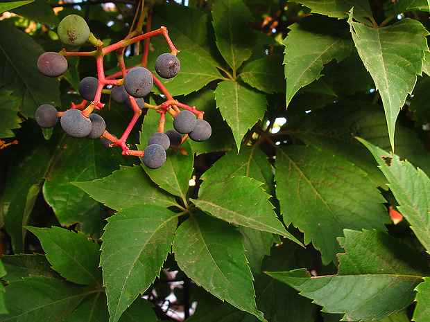 pavinič Parthenocissus cf. inserta