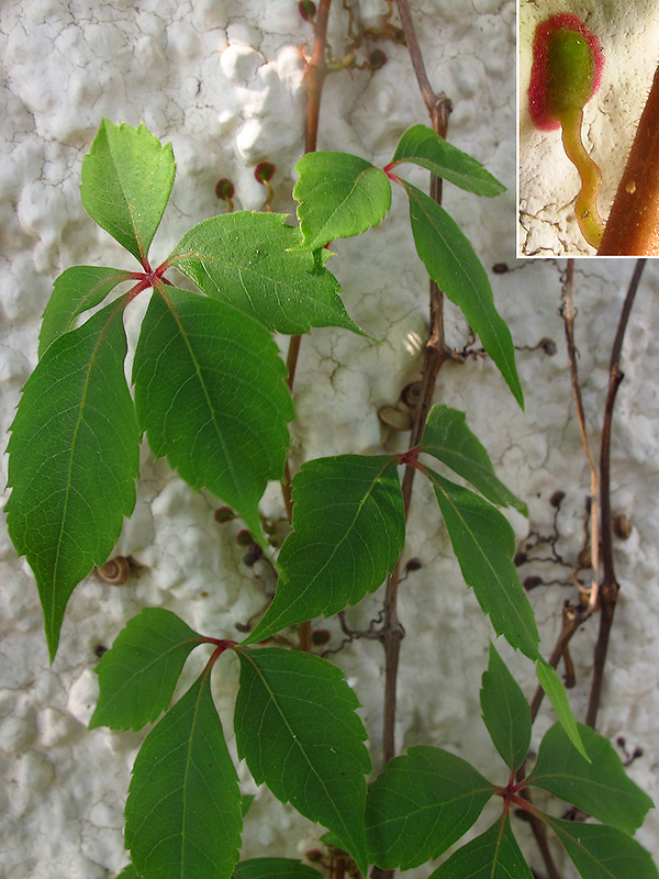 pavinič päťlistý Parthenocissus quinquefolia (L.) Planch.