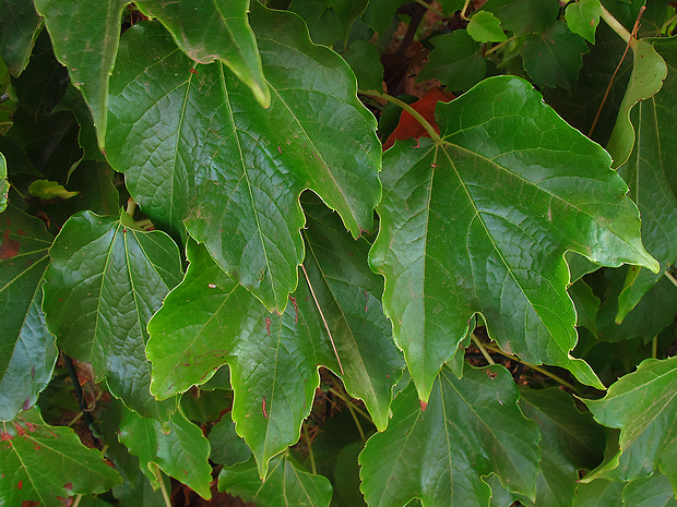 pavinič Parthenocissus tricuspidata