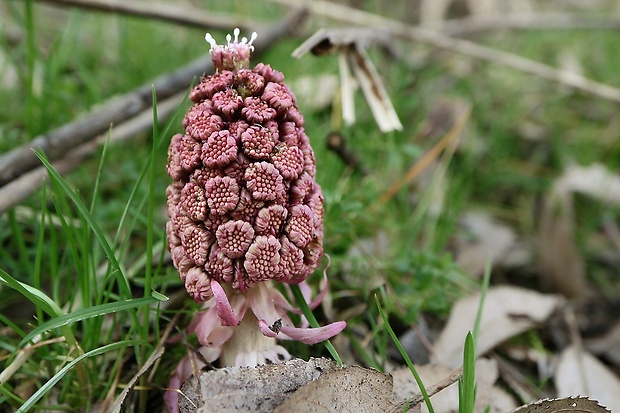 deväťsil lekársky Petasites hybridus (L.) P. Gaertn., B. Mey. et Scherb.