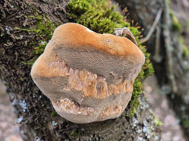 ohňovec slivkový Phellinus pomaceus (Pers.) Maire