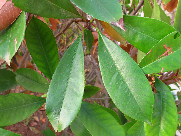 fotínia fraserova Photinia cf. fraseri