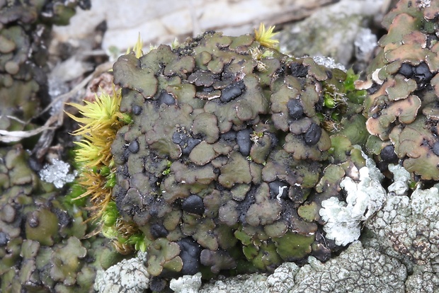 psóra Psora globifera (Ach.) A. Massal.