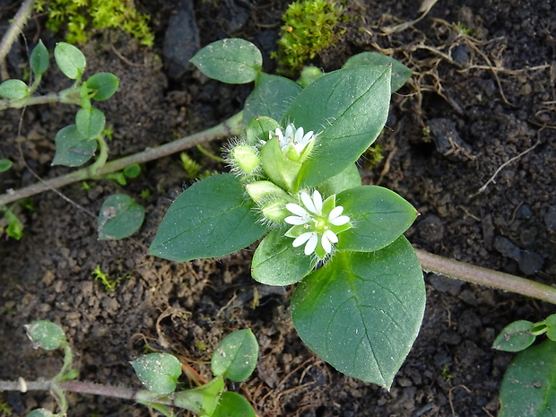 hviezdica prostredná Stellaria media (L.) Vill.