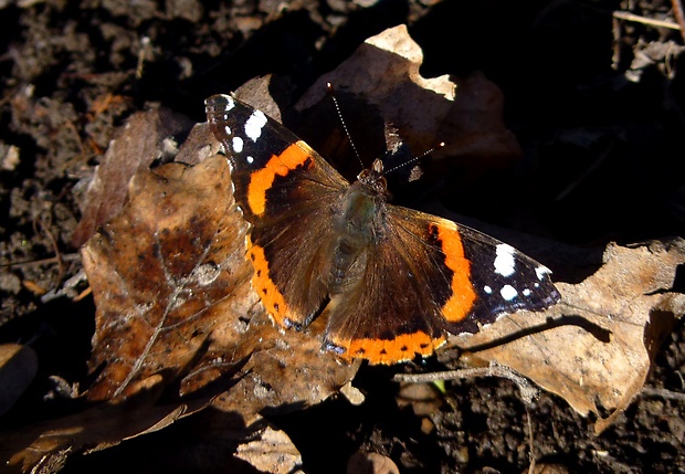 babôčka admirálska Vanessa atalanta