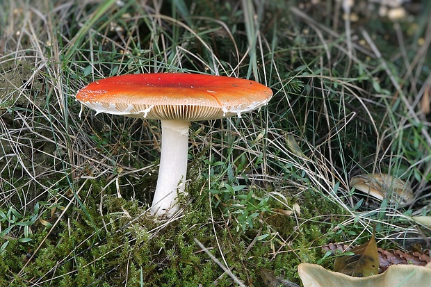 muchotrávka červená Amanita muscaria (L.) Lam.