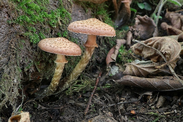 podpňovka Armillaria sp.